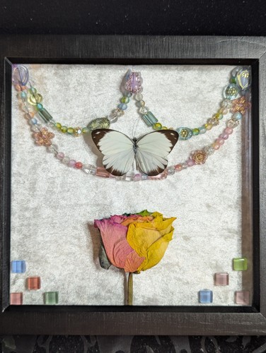 Framed real butterfly - framed,
