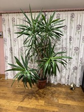 Well Established Yukka Plant In A 37cm pot approx 2mtr high￼