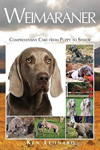Weimaraner comprehensive care - weimaraner:,