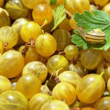T&M Gooseberry Fruit Hardy