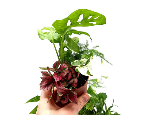 Closed terrarium plants - closed,