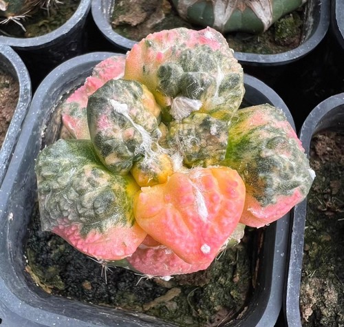 Live house plant ariocarpus - plant,