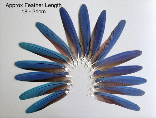 Parrot macaw feather crafts - macaw,
