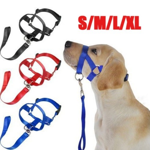 Dog halter training - halter,