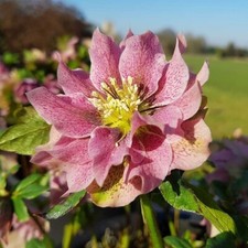 Hellebore Double Pink Light 5