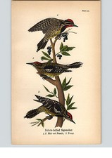 1890 Bird Colored Lithograph