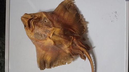 Vintage taxidermy sea skate