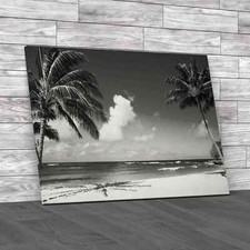 Coconut Palm Tree In Hawaii