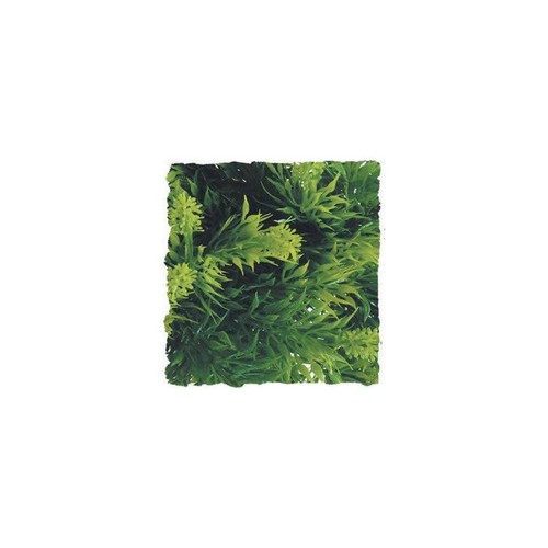 Zoo med malaysian fern - zoo,