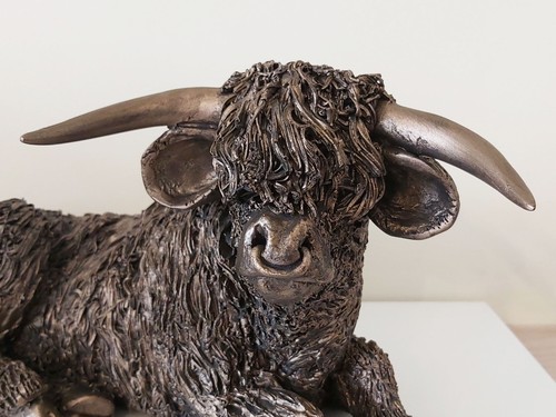 Highland cow bull rest cold - highland,
