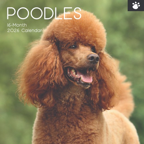 Poodle dog x 12 - "12, square