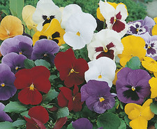 PANSIES x20 'Imperial Mixed' | Autumn/Winter flowering | Garden Ready | FREE P&P