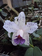 Cattleya amethystoglossa var