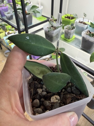 Hoya burtoniae wax plant - hoya,