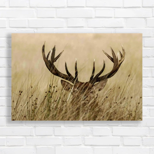 Deer stag roaming wild - stag, grass