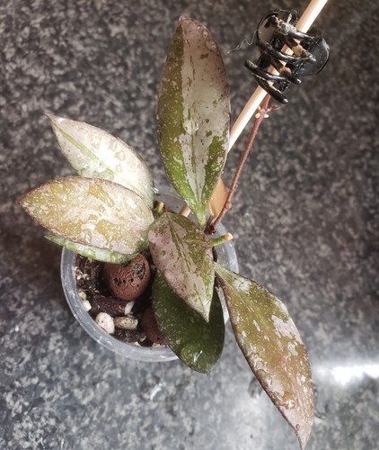 Hoya rosita silver please see - hoya,