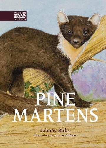 Pine martens johnny birks - martens,