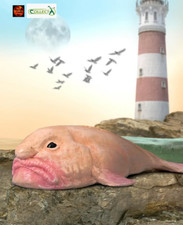 Blobfish Australian Fish Sealife Toy Model Figure by CollectA 80037 New