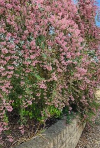 Litre large escallonia - -,