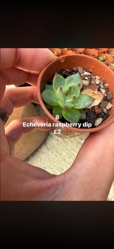 Mixed succulents all each - £2,
