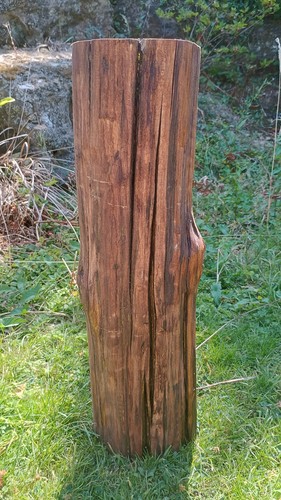 Tree stump log - , seasoned