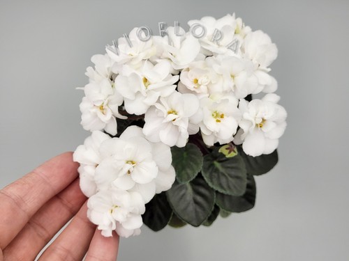 Indoor blooming plant african - blooming, plant|african