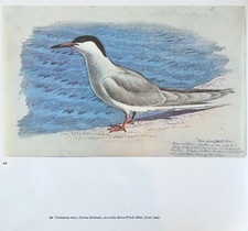 Tunnicliffe Common Tern Bird