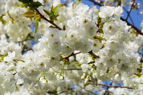 Prunus shirotae cherry blossom - prunus,