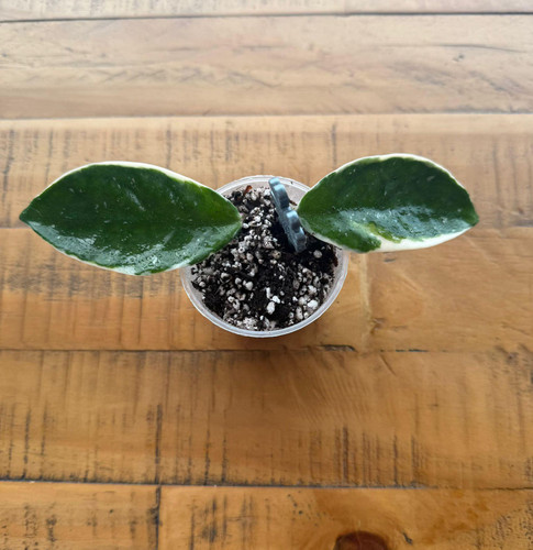 Hoya carnosa tricolor rooted - hoya,