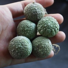 3CM 1PCS Live Pseudolithos