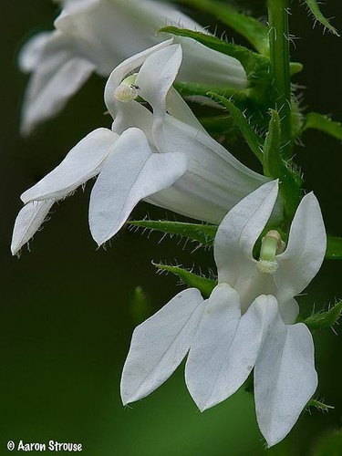 Lobelia siphilitica blue or - blue,