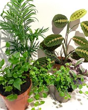 Pack tropics mix - (medium),