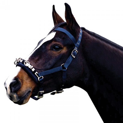 Kincade horse coordinate lunge - kincade,