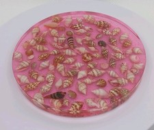 Handmade Resin Round Seashells