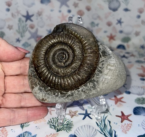 Ammonite fossil with pyrite - ammonite,