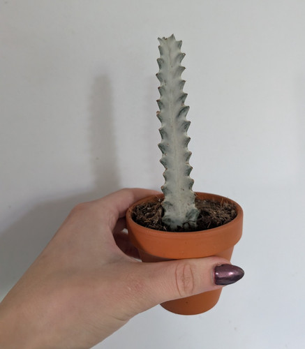 Euphorbia lactea white ghost