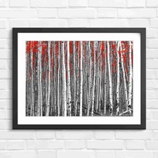 Bold Red Leaves White Tree