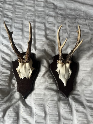 Roe deer skull - deer, antlers