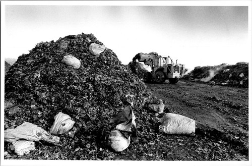 1991 quincy leaf - 1991, composting