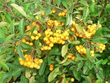 Pyracantha Soleil d'Or