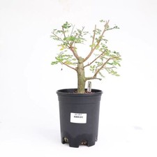 Pot 16cm Rare Operculicarya