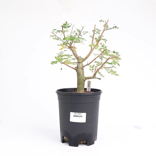 Pot 16cm rare - rare, operculicarya