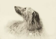 Bedlington whippet lurcher dog