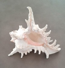 MUREX CHICOROUS RAMOSUS VINTAGE SEA SHELL FISH TANK GIFT  15X15X10CM