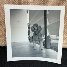 Vintage Snapshot Photo 1950s