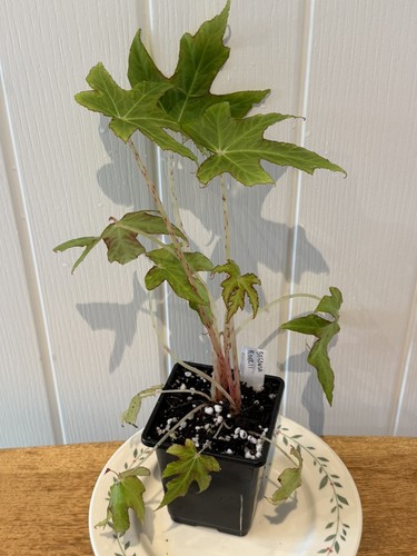 Begonia koelzii njm12 077 - begonia,