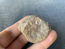 Plesiosaur vertebrae bone - vertebrae, /