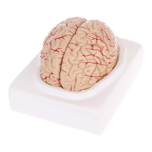 Disassembled anatomical human - disassembled,