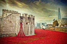 Tower of London Poppy Blood Swept Lands Seas of Red Poppies Photograph Picture