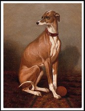 ITALIAN GREYHOUND LOVELY DOG